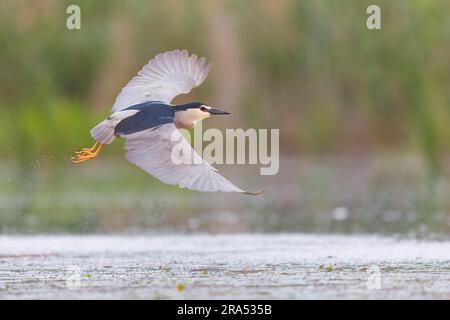 Schwarzer Nachtreiher Nycticorax nycticorax, Erwachsenenfliegen, Donaudelta, Rumänien, Juni Stockfoto