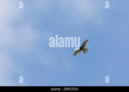 Levant Sparrowhawk Accipiter brevipes, weibliche Erwachsene, die fliegt, Macin, Rumänien, Juni Stockfoto