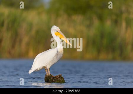 Dalmatinischer Pelikan Pelecanus crispus, Erwachsener, der im Wasser auf Stamm steht, Donaudelta, Rumänien, Juni Stockfoto