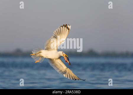 Kaspische Möwe Larus cachinnans, erwachsener Flug mit Fischen im Schnabel, Donaudelta, Rumänien, Juni Stockfoto