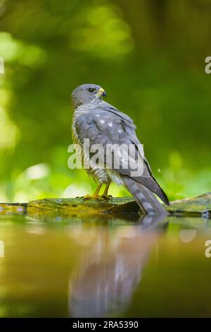Levant Sparrowhawk Accipiter brevipes, Erwachsene Frau, die am Waldpool steht, Macin, Rumänien, Juni Stockfoto