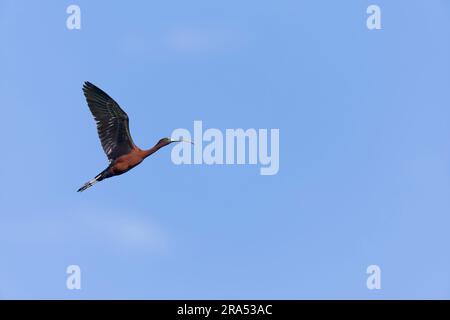 Hochglanz ibis Plegadis falcinellus, Aufzucht von Gefieder bei Erwachsenen, Donaudelta, Rumänien, Juni Stockfoto