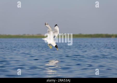 Pallas's Gull Ichthyaetus ichthyaetus, Zucht Gefieber Erwachsener fliegt, Tauchen nach Fisch, Donaudelta, Rumänien, Juni Stockfoto