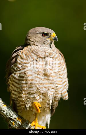 Levant Sparrowhawk Accipiter brevipes, Erwachsene Frau hoch oben auf dem Ast, Macin, Rumänien, Juni Stockfoto