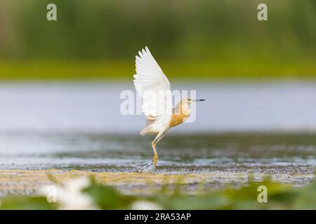 Squacco heron Ardeola ralloides, Zucht Gefieder Erwachsener fliegt, Start aus dem Sumpf, Donaudelta, Rumänien, Juni Stockfoto