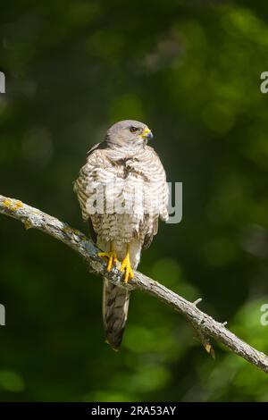 Levant Sparrowhawk Accipiter brevipes, Erwachsene Frau hoch oben auf dem Ast, Macin, Rumänien, Juni Stockfoto