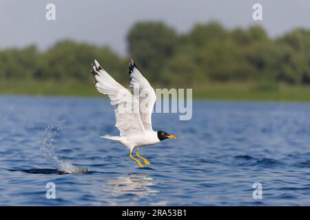 Pallas's Gull Ichthyaetus ichthyaetus, Zucht Gefieber Erwachsener fliegt, vom Wasser abfliegt, Donaudelta, Rumänien, Juni Stockfoto