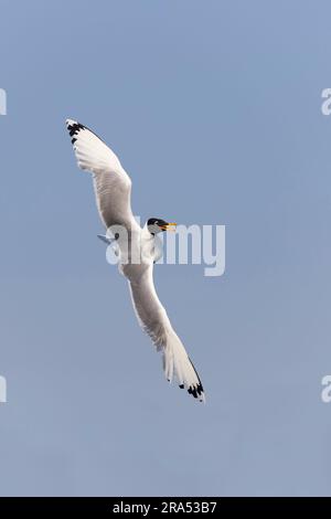 Pallas's Gull Ichthyaetus ichthyaetus, Breediing plumage adult Turning in Flight, Donaudelta, Rumänien, Juni Stockfoto