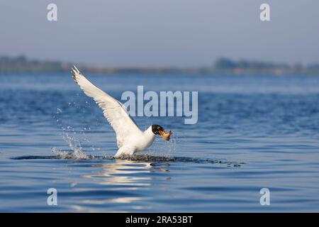 Pallas's Gull Ichthyaetus ichthyaetus, Zuchtanlage Erwachsene, die mit Fisch im Schnabel aus dem Wasser abhebt, Donaudelta, Rumänien, Juni Stockfoto