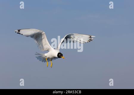 Pallas-Möwe Ichthyaetus ichthyaetus, breediing Gefieder adult fliegend, Donaudelta, Rumänien, Juni Stockfoto