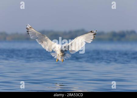 Kaspische Möwe Larus cachinnans, erwachsener Flug, kurz vor der Landung auf dem Wasser, Donaudelta, Rumänien, Juni Stockfoto