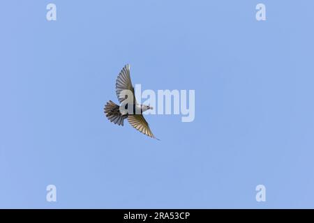 Gewöhnlicher Starling Sturnus vulgaris, Zuchtspuppe Erwachsener fliegt mit Maulbeere im Schnabel, Macin, Rumänien, Juni Stockfoto