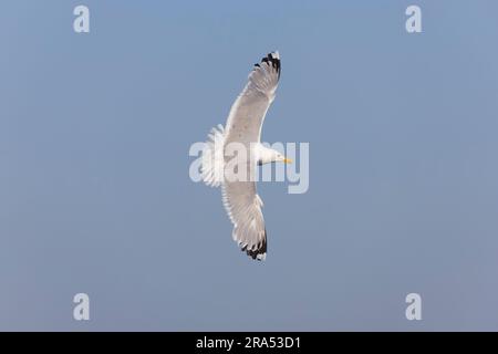 Kaspische Möwe Larus cachinnans, Erwachsener fliegt, Donaudelta, Rumänien, Juni Stockfoto