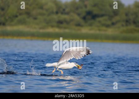 Kaspische Möwe Larus cachinnans, Erwachsener, der mit Fischen im Schnabel vom Wasser abhebt, Donaudelta, Rumänien, Juni Stockfoto