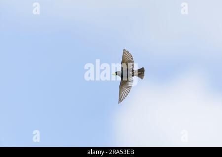 Gewöhnlicher Starling Sturnus vulgaris, Zuchtspuppe Erwachsener fliegt mit Grashüpfer im Schnabel, Macin, Rumänien, Juni Stockfoto