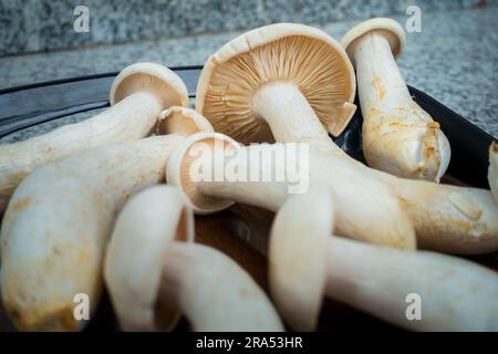 Tischaufnahme von Big Milky Mushroom, Calocybe Indica mit langem Körperstumpf und großer runder Krone. . Indien Stockfoto