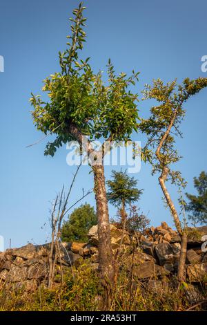 Der Baum von Prunus avium, gemeinhin als Wildkirsche, Süßkirsche, gean oder Vogelkirsche bezeichnet, ist eine Kirschart, eine blühende Pflanze in der Familie der Rosen, Ro Stockfoto