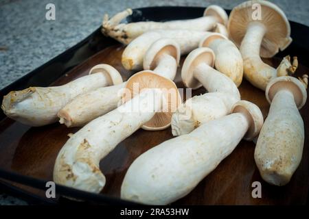 Tischaufnahme von Big Milky Mushroom, Calocybe Indica mit langem Körperstumpf und großer runder Krone. . Indien Stockfoto