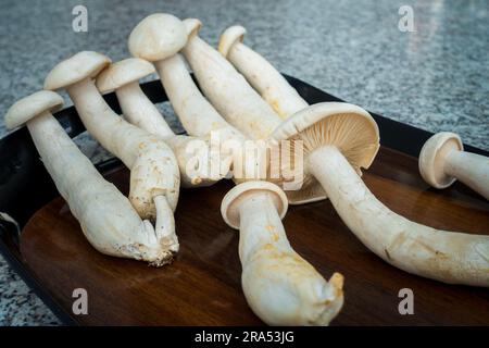 Tischaufnahme von Big Milky Mushroom, Calocybe Indica mit langem Körperstumpf und großer runder Krone. . Indien Stockfoto