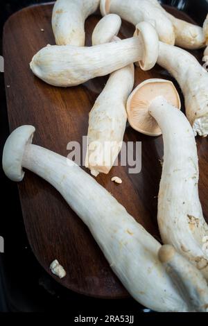 Tischaufnahme von Big Milky Mushroom, Calocybe Indica mit langem Körperstumpf und großer runder Krone. . Indien Stockfoto