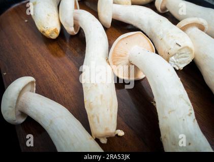 Tischaufnahme von Big Milky Mushroom, Calocybe Indica mit langem Körperstumpf und großer runder Krone. . Indien Stockfoto