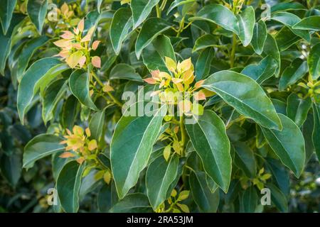 Neue weiche Blätter der Cinnamomum camphora, allgemein bekannt als Camphor. Uttarakhand Indien. Stockfoto