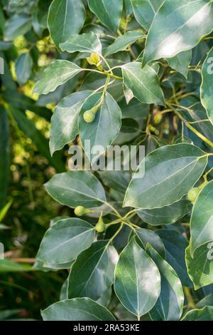 Blätter und Samen von Cinnamomum camphora, allgemein bekannt als Camphor. Uttarakhand Indien. Stockfoto