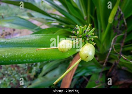 Samen, Blätter und Früchte von Tacca leontopetaloides (Weiße Fledermaus) Stockfoto