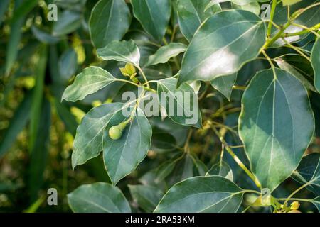 Blätter und Samen von Cinnamomum camphora, allgemein bekannt als Camphor. Uttarakhand Indien. Stockfoto