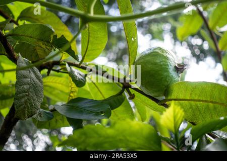 Guavenfrucht isoliert auf einem Baum mit Blättern. Ökologischer Anbau In Indien. Stockfoto