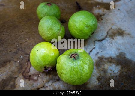 Sie pflückten grüne Guaven, ganze Früchte auf dem Boden. Indische Bio-Farmen. Stockfoto