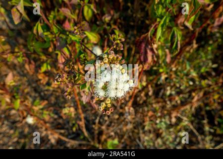 Ageratum conyzoides wird gemeinhin als ziegengras-Pflanze mit weißen Blumen und Blättern bezeichnet. Uttarakhand Indien. Stockfoto