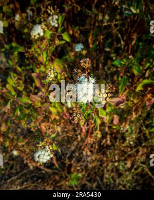 Ageratum conyzoides wird gemeinhin als ziegengras-Pflanze mit weißen Blumen und Blättern bezeichnet. Uttarakhand Indien. Stockfoto