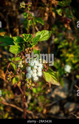 Ageratum conyzoides wird gemeinhin als ziegengras-Pflanze mit weißen Blumen und Blättern bezeichnet. Uttarakhand Indien. Stockfoto