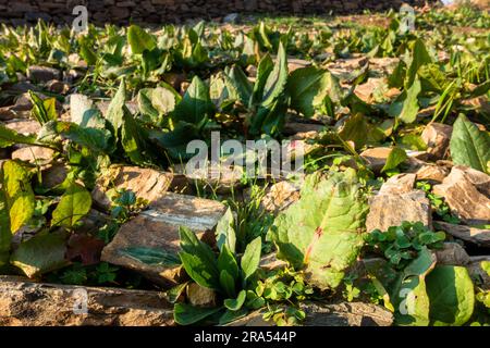 Rumex obtusifolius, allgemein bekannt als bittere Dock-Blätter in der Himalaya-Region Uttarakhand. Stockfoto