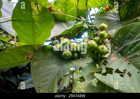 Nahaufnahme von Sonneratia caseolaris, allgemein bekannt als Mangrovenapfel. Blumen, Blätter und Obst. Stockfoto