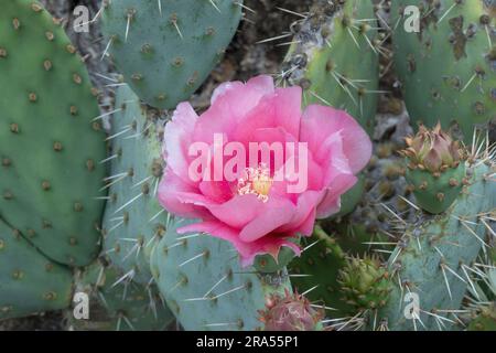 Optunia-Stachelbirnen-Blüte blüht. Arizona Cactus Garden in Palo Alto, Kalifornien. Stockfoto