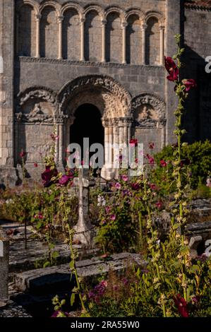 Wilde Hollyhocks blühen neben der romanischen Kirche Saint Radegund in Talmont-sur-Gironde, Nouvelle-Aquitaine, Frankreich. Stockfoto