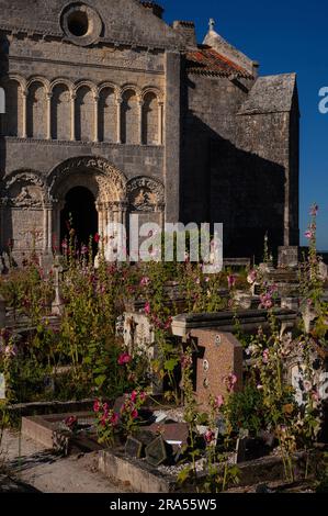 Romanische Wallfahrtskirche, Talmont-sur-Gironde, Nouvelle-Aquitaine, Frankreich, wo wilde Hollyhocks (Alcea oder Althaea rosea) im Friedhof blühen. Stockfoto