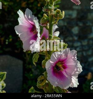 Sonnenlicht auf rosafarbenen Blütenblättern von Hollyhocksen (Alcea oder Althaea rosea), die wild auf dem Friedhof der Kirche St. Radegund, Talmont-sur-Gironde, Frankreich, wachsen. Stockfoto