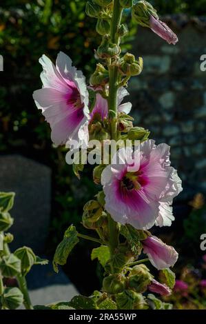 Blassrosa Blütenblätter von Hollyhocks (Alcea oder Althaea rosea), die wild auf dem Friedhof der mittelalterlichen Elise Sainte-Radegonde wachsen. Stockfoto