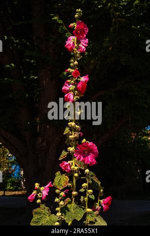 In Talmont-sur-Gironde, Nouvelle-Aquitaine, Frankreich, gedeihen wilde Stockhocken (Alcea oder Althaea rosea). Stockfoto