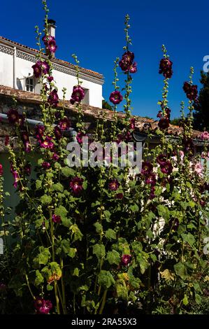 Wilde Hollyhocks (Alcea oder Althaea rosea) blühen in Talmont-sur-Gironde, Nouvelle-Aquitaine, Frankreich. Stockfoto