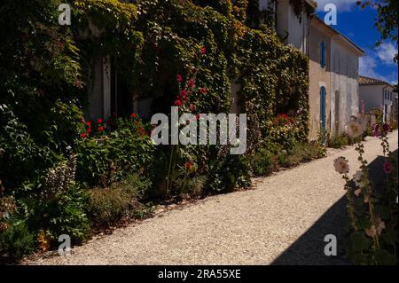 In Talmont-sur-Gironde, Nouvelle-Aquitaine, Frankreich, wachsen Hollyhocks (Alcea oder Althaea rosea) wild. Stockfoto