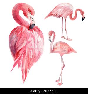 Aquarelldarstellung. Flamingos auf weißem Hintergrund. Isolieren. Zeichnung für das Design von Souvenirs, Postkarten, Postern und Einladungen. Stockfoto
