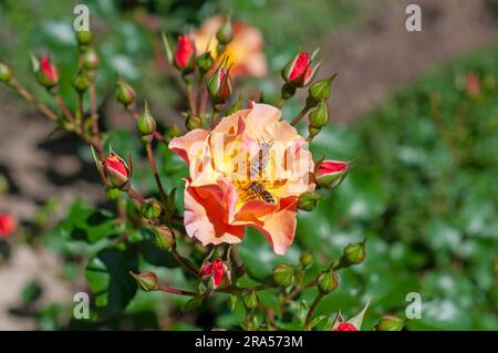 Englische Rose aus nächster Nähe, mit zwei Bienen auf einer leuchtend orangefarbenen Blume Stockfoto