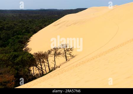 Dune of Pilat (Dune du Pilat), Frankreich. Die Grande Dune du Pilat ist die höchste Sanddüne in Europa. Es befindet sich in La Teste-de-Buch im Arcachon Stockfoto