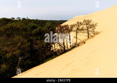 Dune of Pilat (Dune du Pilat), Frankreich. Die Grande Dune du Pilat ist die höchste Sanddüne in Europa. Es befindet sich in La Teste-de-Buch im Arcachon Stockfoto