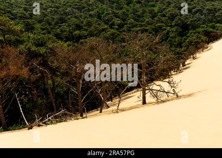 Dune of Pilat (Dune du Pilat), Frankreich. Die Grande Dune du Pilat ist die höchste Sanddüne in Europa. Es befindet sich in La Teste-de-Buch im Arcachon Stockfoto