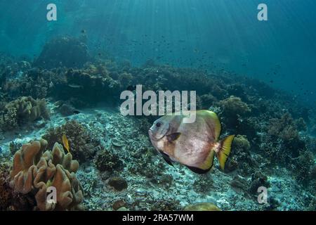 Platax teira unten. Longfin-Batfisch während des Tauchgangs in Raja Ampat. Longfin Spadefish schwimmt anmutig über den Korallen. Platan Borsii ist Swimiin Stockfoto